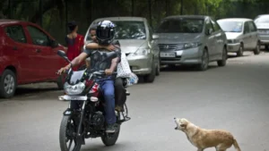 سگ های ولگرد (آسیب ها – راهکار ها)