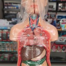 مولاژ یک چهارم بدن انسان (عروسکی) – 10 تکه