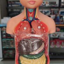 مولاژ یک چهارم بدن انسان (عروسکی)